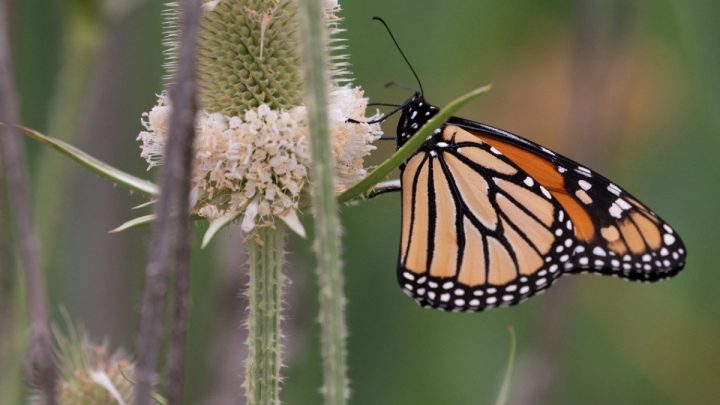 Northwest Siders Cared For The Dunning-Read Conservation Area For Years. Now, Upgrades Are Underway As Park District Takes Over